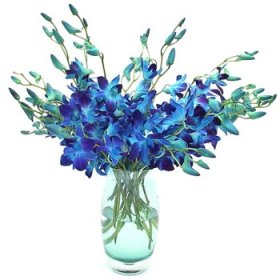 Blue Orchids in Vase